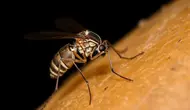 Malaria Knowlesi Menginfeksi Tiga Pekerja Tambang di Aceh Barat