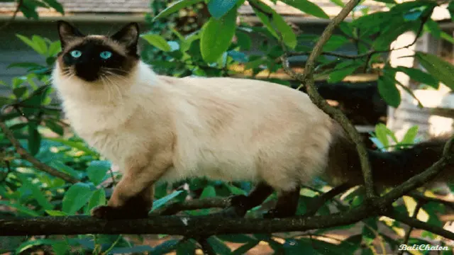 Kucing Balinese