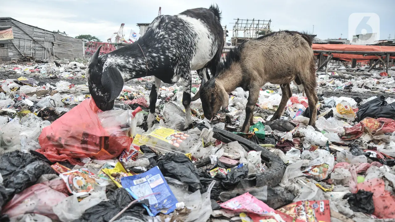Kambing Ternak Makan Sampah di Pesisir Cilincing