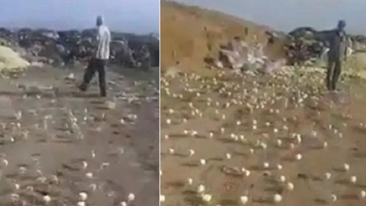 [Bintang] Anak Ayam