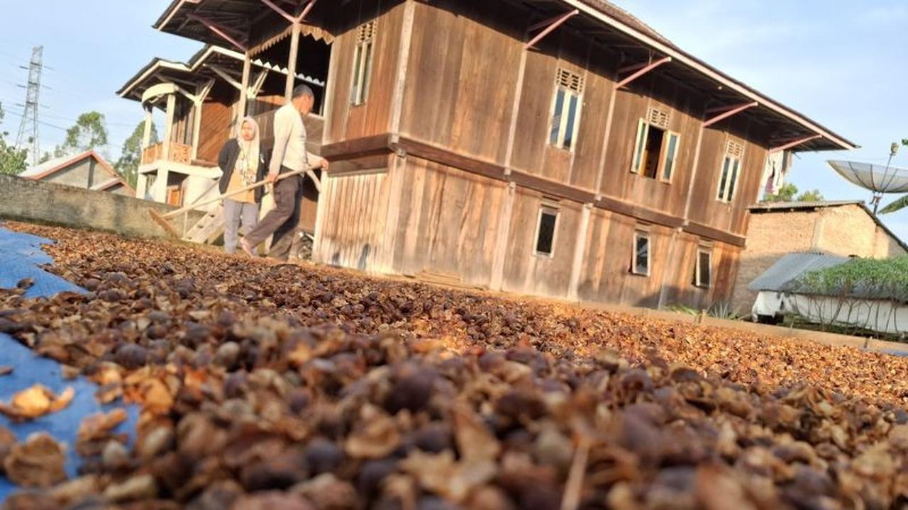 Fakta Unik: Lampung Produsen Kopi Robusta Kedua Nasional! Ini Strategi Perkebunan Lampung Perkuat Ekonomi Daerah