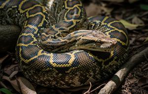 Cara Melepaskan Diri dari Lilitan Ular Piton (Sumber: gemini.com)