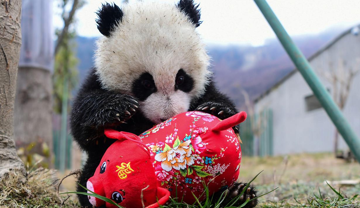 Seekor panda bermain dengan boneka babi di kandangnya menjelang  Tahun Baru Imlek,di provinsi Sichuan, China, 31 Januari 2019. Sebelas anak panda yang lahir tahun 2018 diperlihatkan kepada publik untuk menyambut Imlek pada 5 Februari. (STR/AFP)