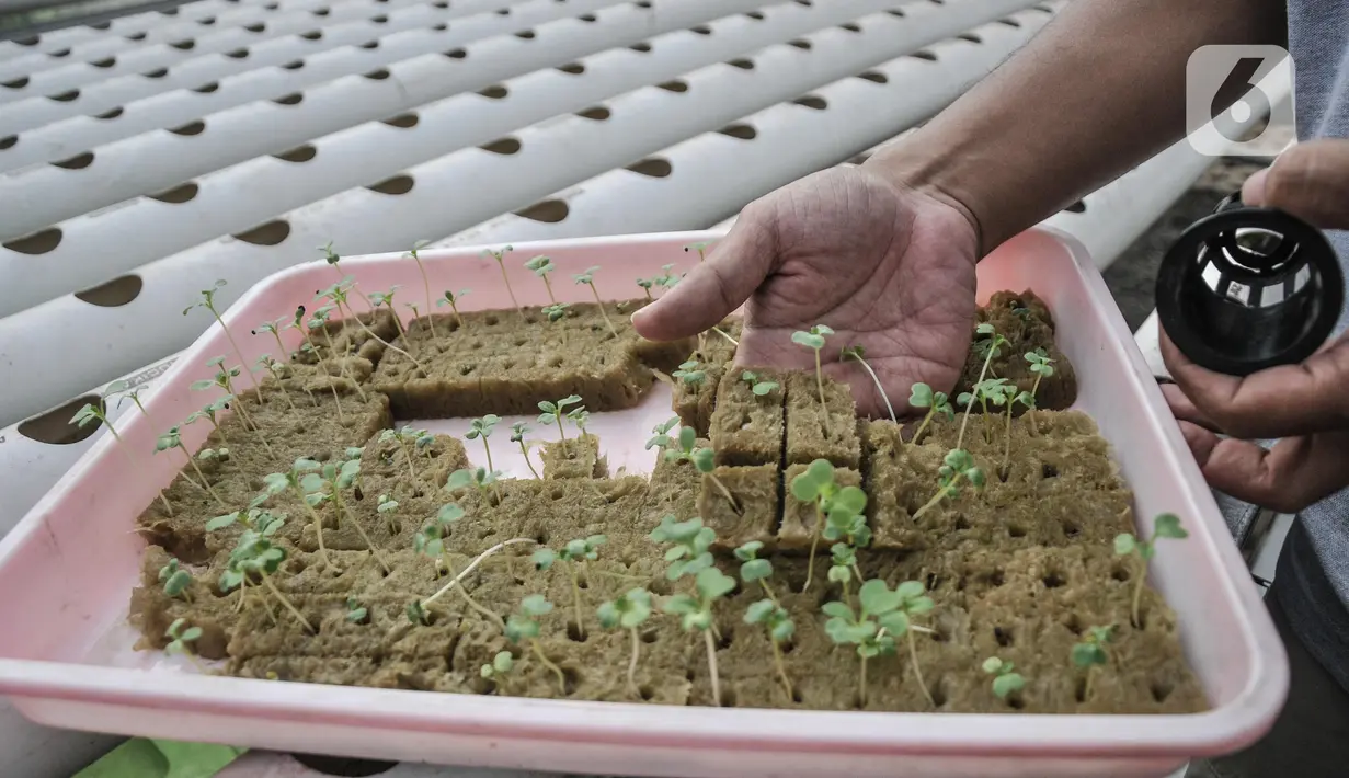 Warga melakukan pembibitan sayur yang ditanam dengan sistem hidroponik di greenhouse di Rusun Menara Samawa, Pondok Kelapa, Jakarta Timur, Senin (14/2/2022).  Greenhouse ini merupakan hasil kolaborasi antara Perumda Pembangunan Sarana Jaya bersama Kelompok Tani (Poktan) Samawa. (merdeka.com/Iqbal S.