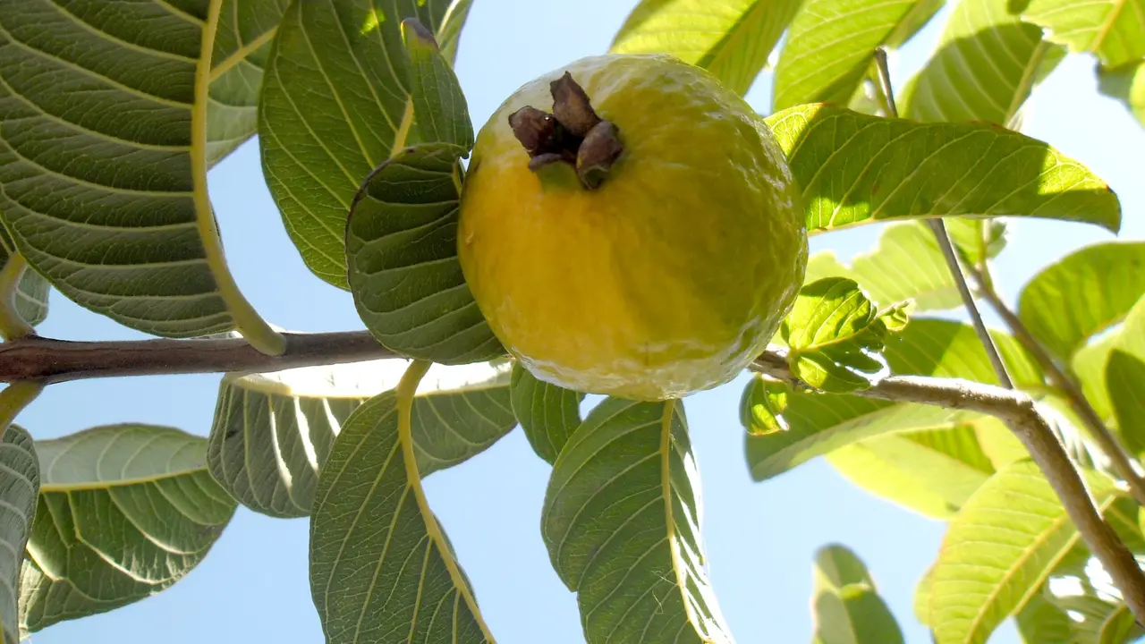 Punya Masalah Jerawat? Atasi dengan Daun Jambu Biji