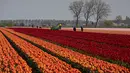 Petani bekerja di ladang tulip di Meerdonk, Belgia (3/5/2021). Sebagian besar tulip di wilayah ini ditanam khusus untuk umbi dan bukan bunganya, namun bunganya tetap di ladang sampai mekar sempurna sebelum ditebang. (AP Photo/Virginia Mayo)