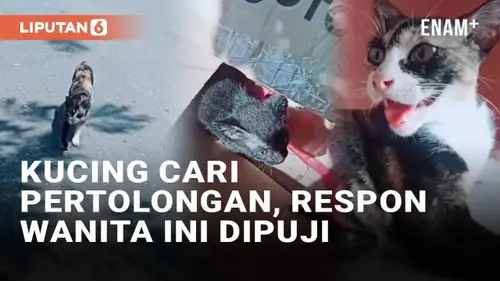 VIDEO: Viral Kucing Cari Pertolongan untuk Selamatkan Anak-Anaknya, Respon Wanita Ini Tuai Pujian