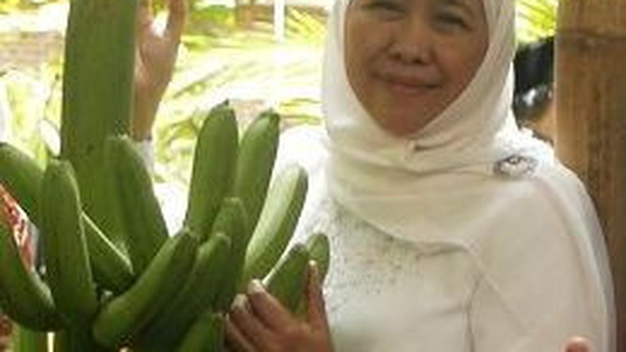 Sambil Panen Pisang, Khofifah Minta Restu Warga Lumajang untuk Maju Pilgub Jatim