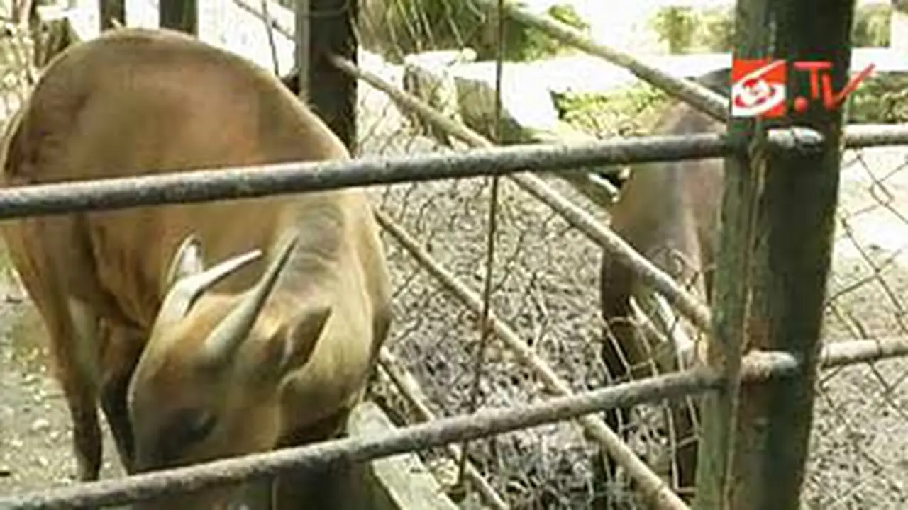 111208aanoa-mati.jpg
