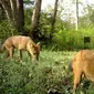 Dhole, sejenis anjing liar di India. (Sumber Wildlife Conservation Society/Ullas Karanth)