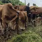 Sejumlah hewan kurban yang dijual sedang memakan rumput di Cipulir, Jakarta, Selasa (28/6/2022). Menjelang Hari Raya Idul Adha, penjualan hewan kurban seperti sapi, kerbau, dan kambing kembali bergeliat meski sedang mewabah virus penyakit mulut dan kuku (PMK). (Liputan6.com/Johan Tallo)