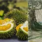 Keistimewaan durian tercatat dalam naskah kuno 430 tahun yang lalu menurut Asosiasi Kartografi Melaka. (Sumber: Pixabay/truthseeker08 / Facebook/Persatuan Kartografi Melaka)