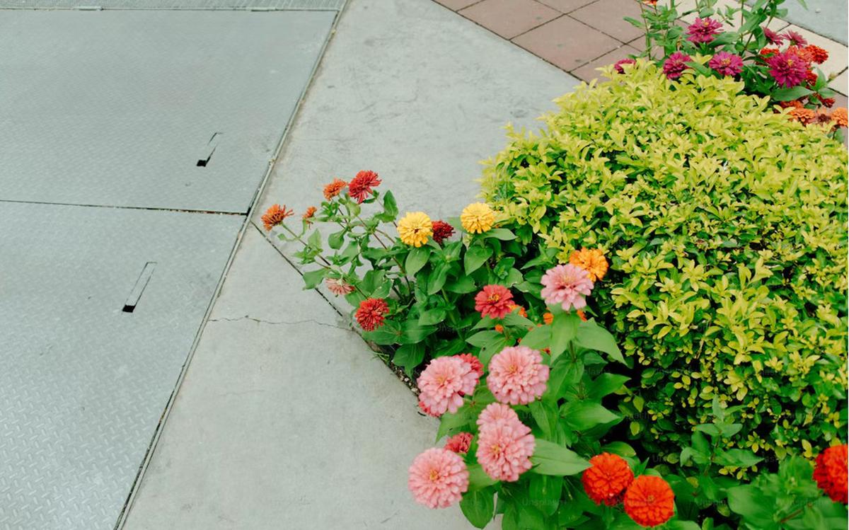 Green Zinnia