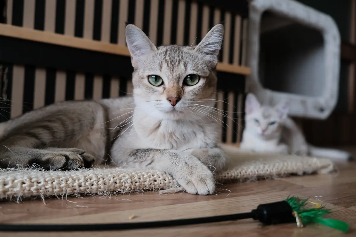 Kucing