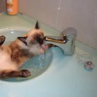 Hewan-hewan ini bertingkah lucu demi selamatkan diri dari jadwal mandi.