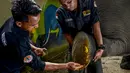 Mahout memberikan perawatan kepada gajah Sumatera betina pada Hari Gajah Sedunia di Conservation Response Unit, Sampoiniet, Kabupaten Aceh Jaya, Provinsi Aceh, Rabu (12/8/2020). Hari Gajah Sedunia diperingati setiap tanggal 12 Agustus. (CHAIDEER MAHYUDDIN/AFP)
