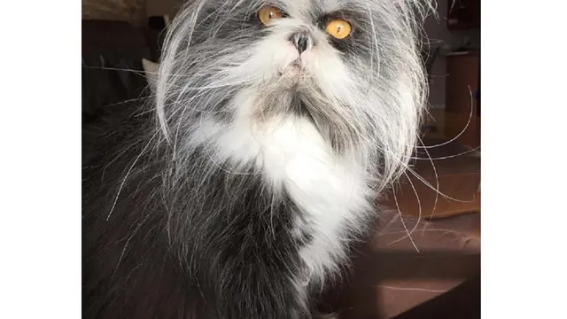 kucing