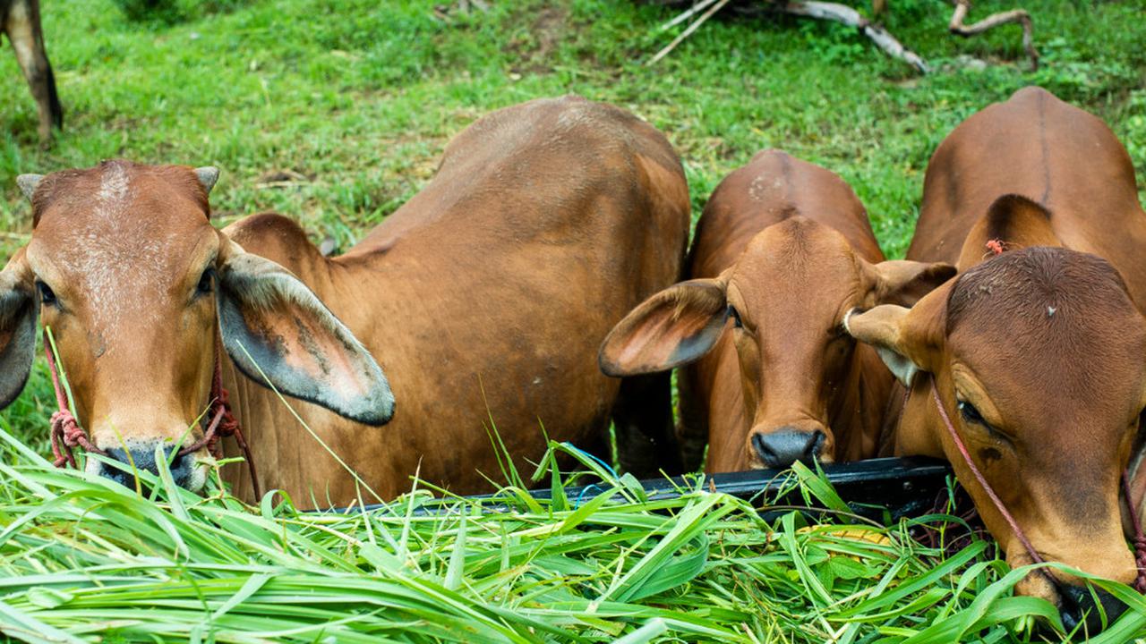Ilustrasi Sapi Kurban