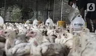 Harga Ayam Rp 40.000 per Kg di Pasar, Peternak: Ada Mata Rantai yang Harus Dibuka
