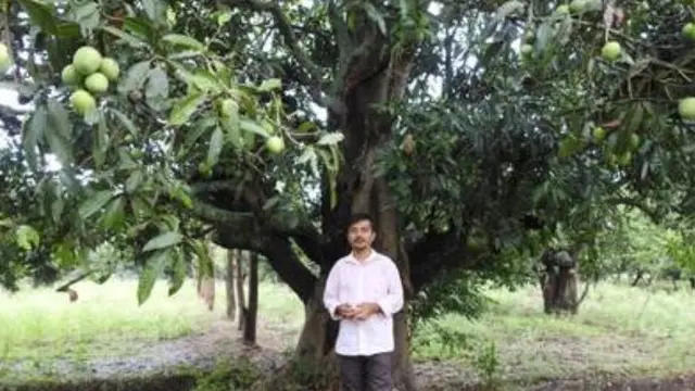 Inovasi Unik, Petani Ini Ciptakan Mangga Berbentuk Seperti Apel dan Rasanya Seperti Pisang