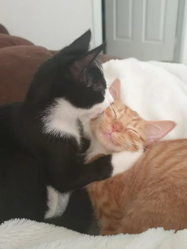 6 Tingkah Kucing Saling Bermesraan Ini Bikin Majikan Senyum