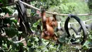 Anak orangutan diperlihatkan kepada publik setelah beberapa bulan dalam karantina di Taman Safari Bali, Kabupaten Gianyar, Senin (19/8/2019). Pihak berwenang pada 22 Maret lalu menangkap WN Rusia yang berusaha menyelundupkan anak orangutan berusia dua tahun itu di dalam koper. (SONNY TUMBELAKA/AFP)