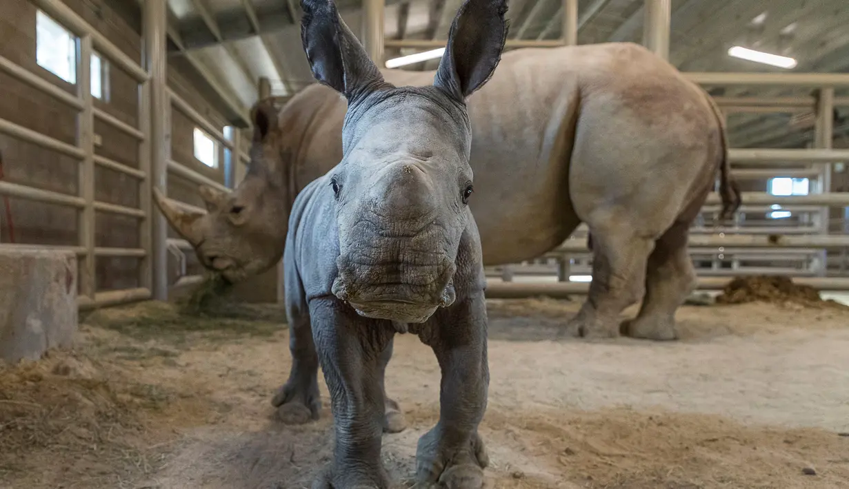 Seekor anak badak putih selatan terlihat di Pusat Penyelamatan Badak Nikita Kahn, Kebun Binatang San Diego pada 25 November 2019. Badak berjenis kelamin betina itu lahir pada 21 November lalu dari induk berusia 11 tahun melalui proses inseminasi buatan. (Ken Bohn/San Diego Zoo Safari Park via AP)
