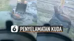 Beredar video penyelamatan seekor kuda yang terjebak dalam kubangan lumpur.