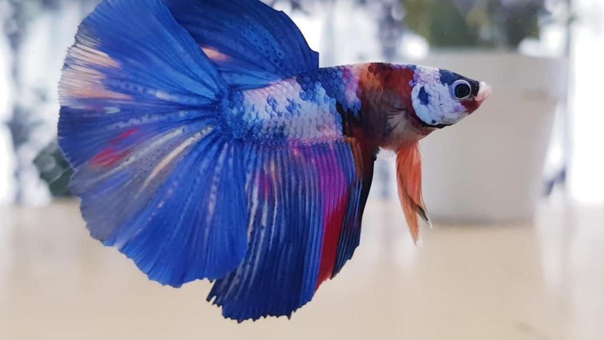 65 Koleksi Ikan Hias Air Laut Bandung Gratis