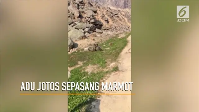 VIDEO: Adu Jotos Marmot di Taman Nasional Jasper
