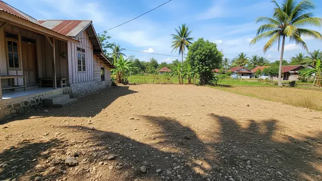 Cara Menanam Rumput Gajah untuk Pakan Kambing agar Cepat Tumbuh dan Hemat Biaya