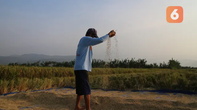 Petani di daerah Dakaino, Halmahera, Maluku Utara