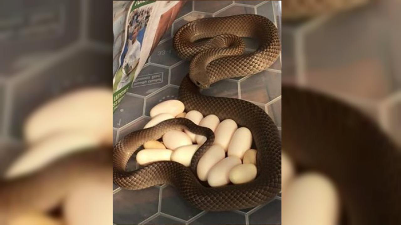 Ular Hamil yang Mematikan Ditemukan di Bawah Kulkas Warga-01