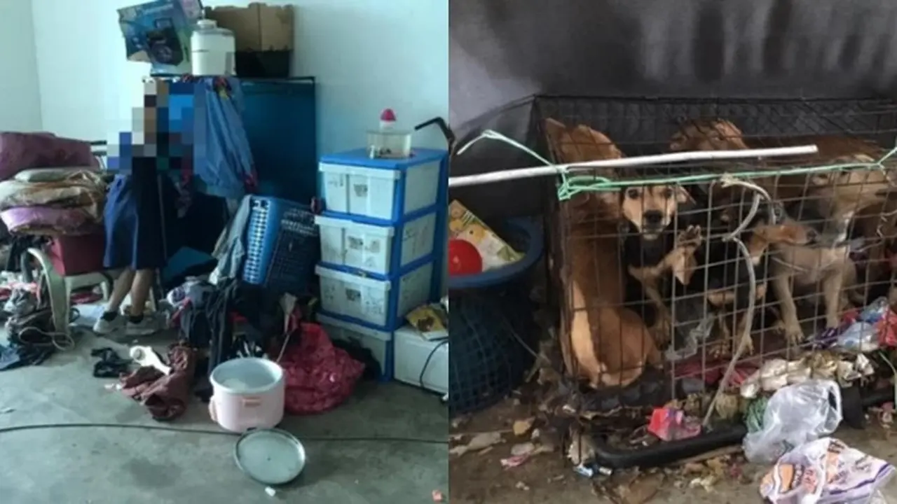 Kisah Haru 3 Bocah Merawat 13 Anjing Liar Meski Hidup Berkecukupan