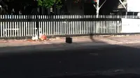 Koper diduga berisi bom tergeletak di depan pagar sebuah tempat ibadah di Jalan KH Ahmad Dahlan, Pekanbaru, Riau. (Liputan6.com/M Syukur)