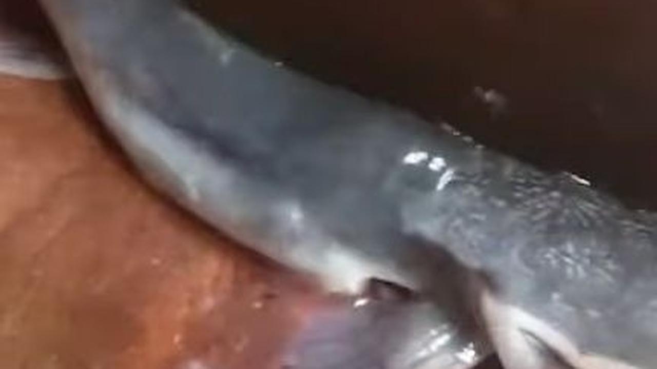 Belah Kepala Lele