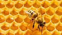 Sengatan lebah ternyata bisa menjadi terapi berbagai macam penyakit. Bagaimana caranya?