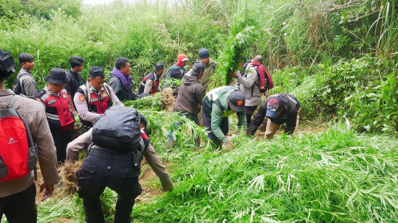 Pengelola Buka Suara soal Larangan Drone Terbang dengan Ladang Ganja di Taman Nasional Bromo Tengger Semeru