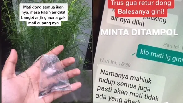 Beli Ikan Cupang untuk Tugas Tapi Malah Mati, Balasan Sang Penjual Ini Kocak