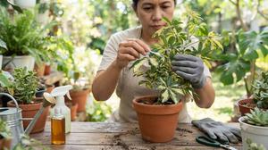 10 Cara Menghilangkan Cabuk pada Tanaman Hias, Daun Kembali Sehat dan Bersih