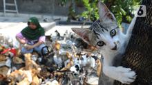Sekitar satu juta rupiah sehari dia habiskan untuk merawat kucing-kucing lokal tersebut. Biaya tersebut digunakan untuk membeli pakan, pasir khusus, tisu, vitamin, obat-obatan, dan biaya rumah sakit hewan bagi kucing yang sakit parah. (merdeka.com/Arie Basuki)