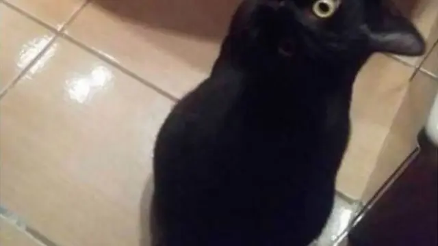 Kucing atau gagak? (foto: twitter/@RobertMaquire_)