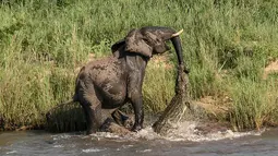 Seekor gajah terlihat melawan serangan buaya yang menggigit belalainya ketika minum di sebuah sungai di Afrika Selatan, Kamis (5/2/2015). (Dailymail)