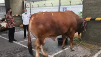 Menteri KKP Sakti Wahyu Trenggono berkurban seekor sapi limosin seberat 1,3 ton dalam Hari Raya Idul Adha. (Foto: Humas KKP)