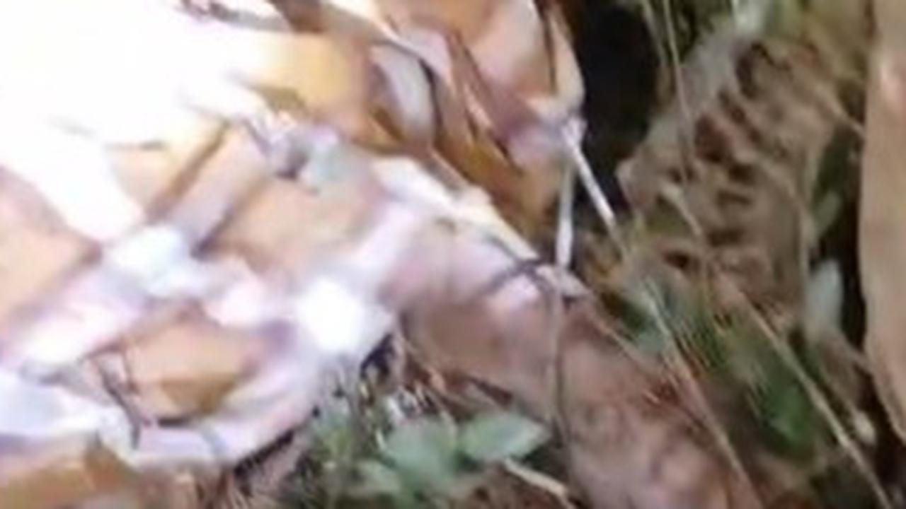Petani di Lampung Barat Tewas Diduga Diserang Harimau di Kawasan TNBBS