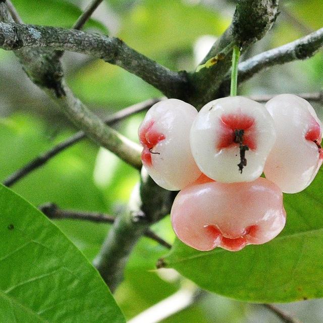 10 Manfaat Buah Jambu Air Untuk Kesehatan Konsumsi Secara Rutin Hot Liputan6 