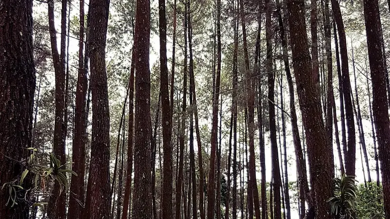 Hutan Pinus  Nongko Ijo Madiun