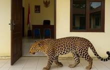 Viral Macan Tutul Masuk ke Balai Desa di Kuningan, Sembunyi di Bawah Kursi