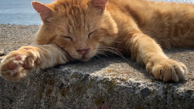 Kucing Berguling