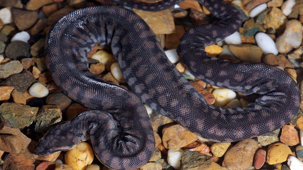 Penemuan Spesies Aneh Ular Kuno di Inggris, Potongan Sejarah yang Lama Terabaikan